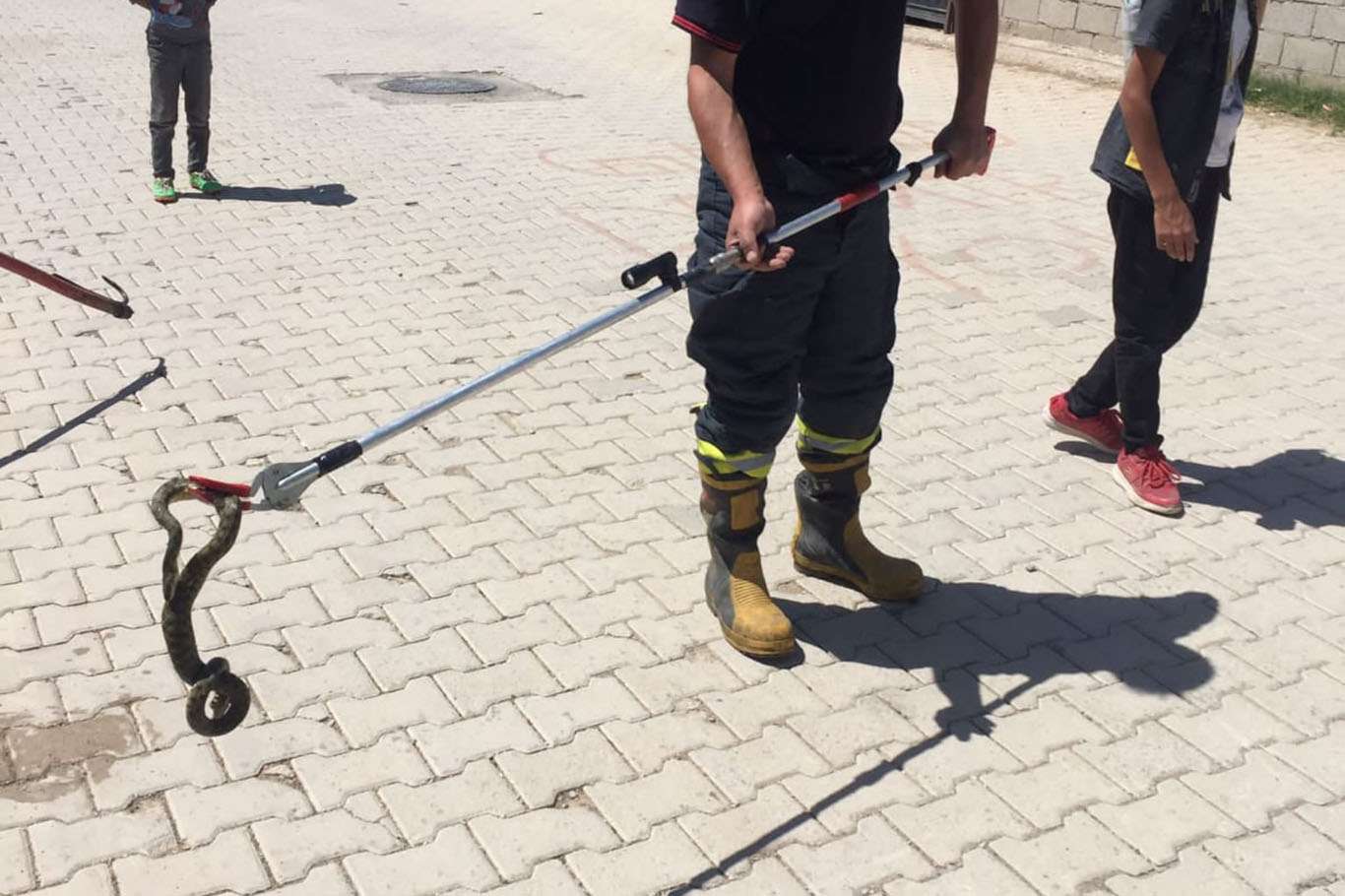 Van’da sokak ortasında görülen yılan korkuttu Van’da sokak ortasında görülen yılan korkuttu